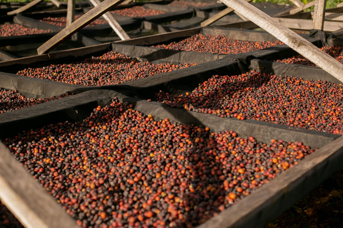 Washed, Natural, or Honey? How Coffee Processing Shapes Flavor