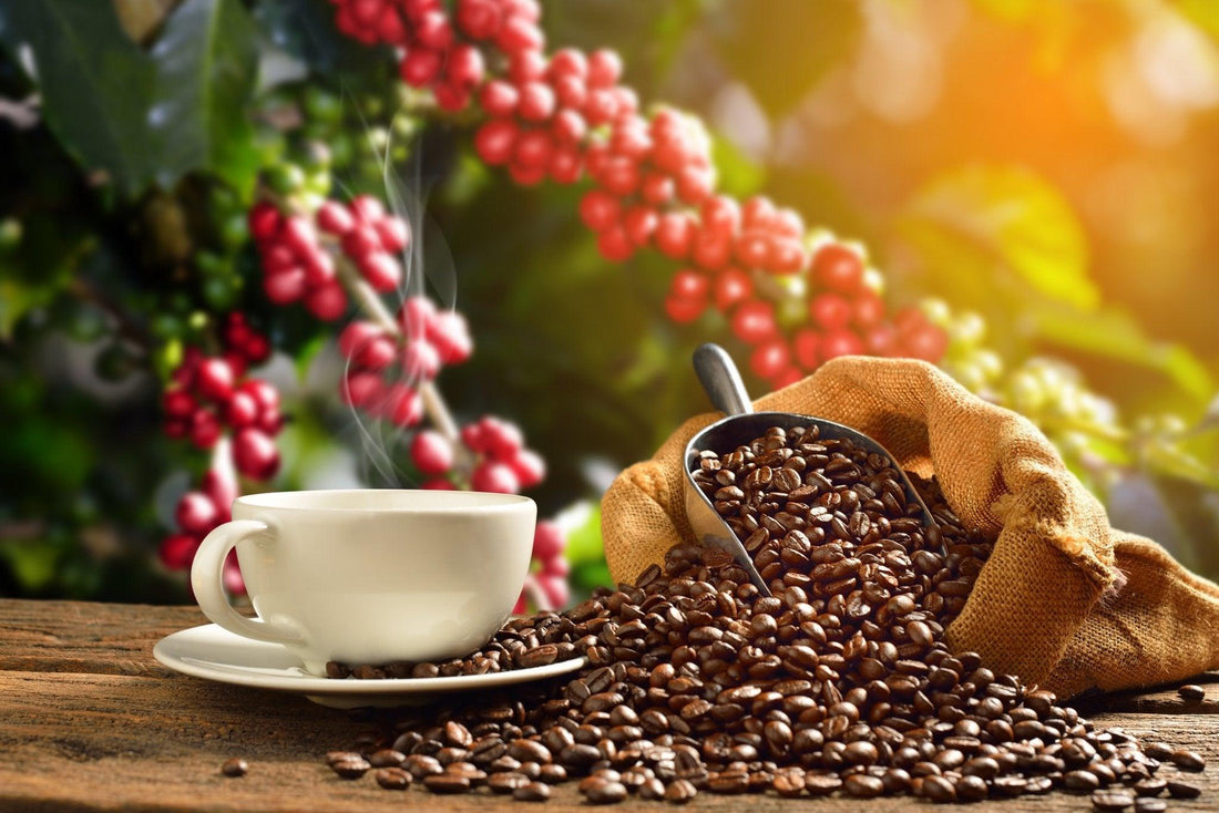 Coffee: History, Health and Enjoyment - Cafe Degen
