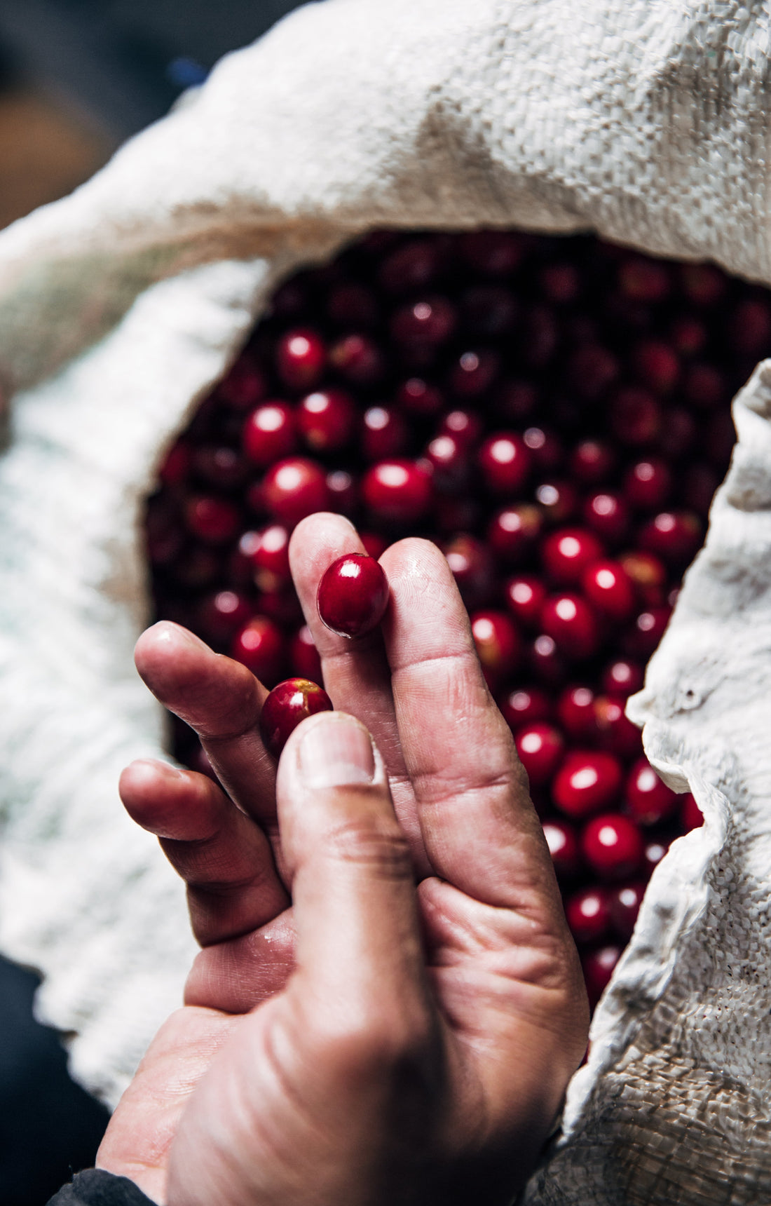 The Rise of the Sustainable Coffee Brand: How Ethical and Eco-Friendly Practices Are Reshaping the Industry