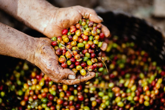 The Sustainable Coffee Movement & Making a Difference