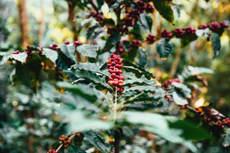 Coffee doesn’t grow in a hurry.